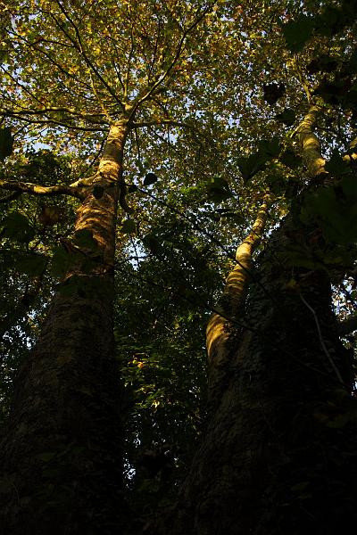 Automne 1-640f5_800iso_18mm_1_1.jpg